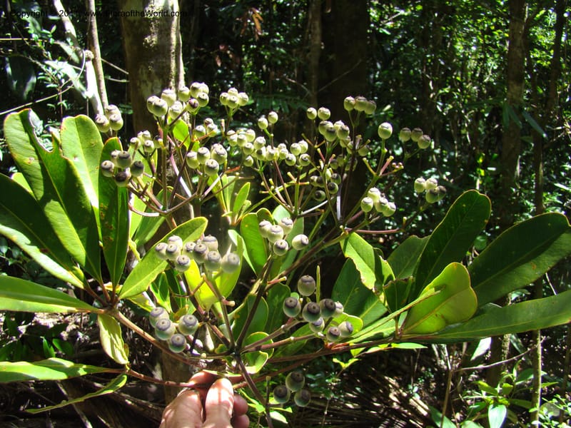Plerandra baillonii,  Lowry, P. P 6889--New Caledonia, Prov N, Col d'Amoss,  14 Nov 2007, DSC06665 (2).jpg