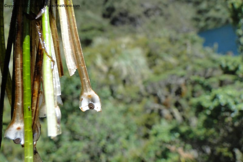Isoetes, Ulloa 2110--Ecuador. P. N. Sangay. 6 June 2011. 318 (2).jpg