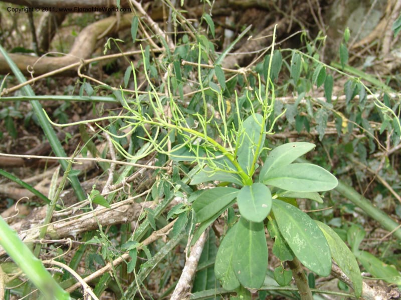 Peperomia vestita, AraujoM2911--Bolivia. F. Tamayo. Rio Machariapu. 17 Sep 06. 582 (3).jpg