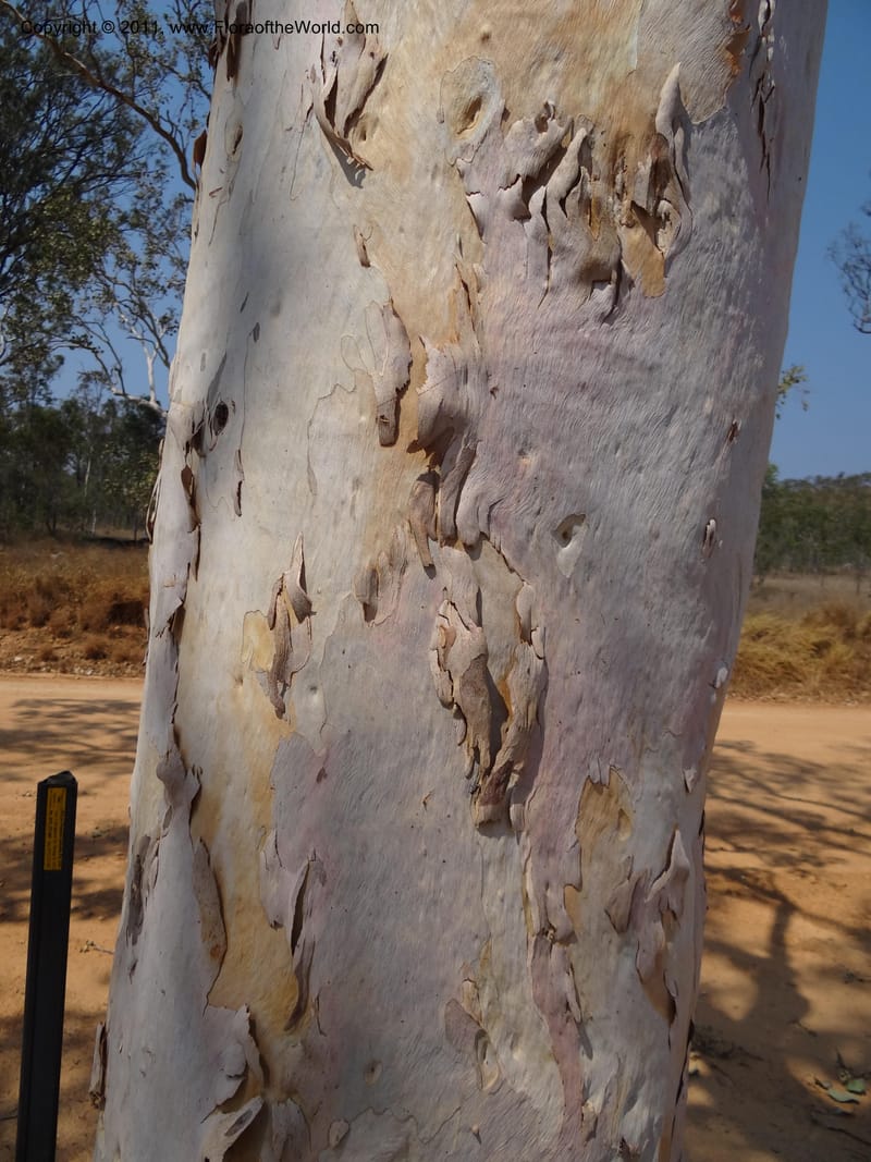 Eucalyptus platyphylla, B. Gray 9065--Australia. Queensland. Bakerville. 22 Sep 2011. (22).JPG