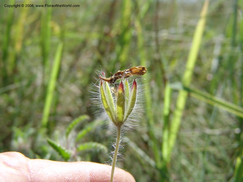 Monsonia praemorsa--So.Africa. E. Cape. Umtamvuna Nat. Res. 11 Mch 05. 311.jpg