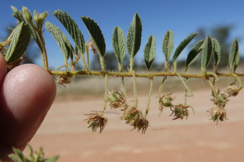 Hermannia tomentosa, L. Nanyeni 1231--Namibia. Hwy D1228, stop 1. DSC03368 (28).JPG