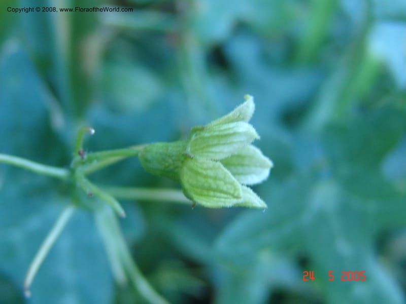 Bryonia cretica ssp. cretica--Crete. Ep. Apokoronos. Aptera. 23 May 05. 008a.jpg