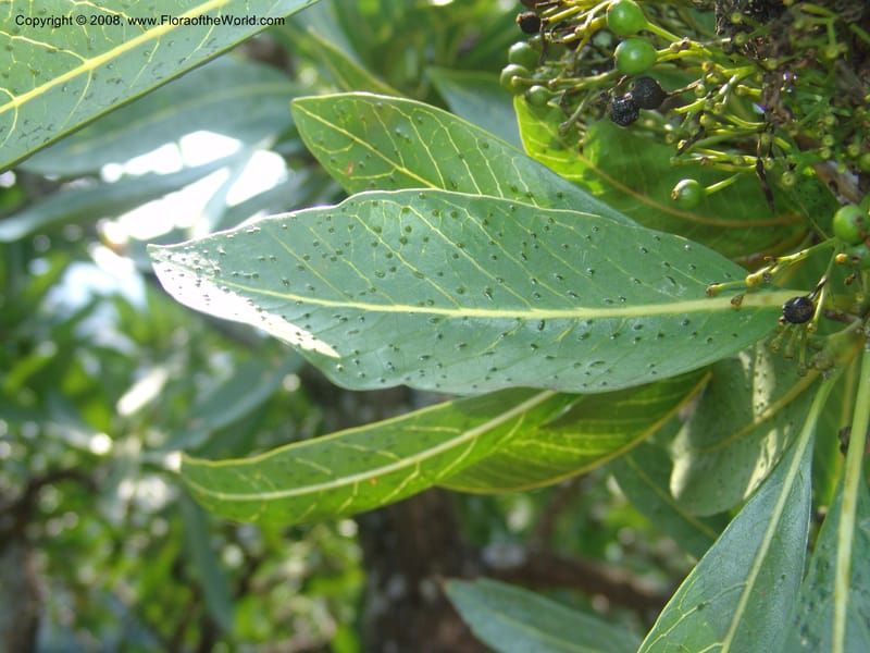 Pavetta edentula--So.Africa. Mpumal. Buffelskloof Private Nat. Res. 17 Mch 05. 122.jpg