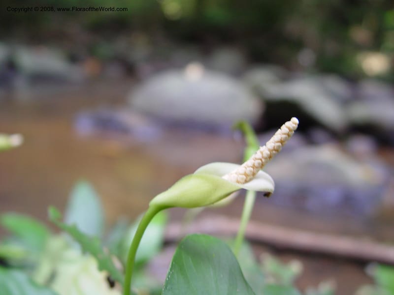 Anubias barteri--Cameroon. Bimbia Mangrove Nat. Trail. 8 Dec 03. 014.jpg