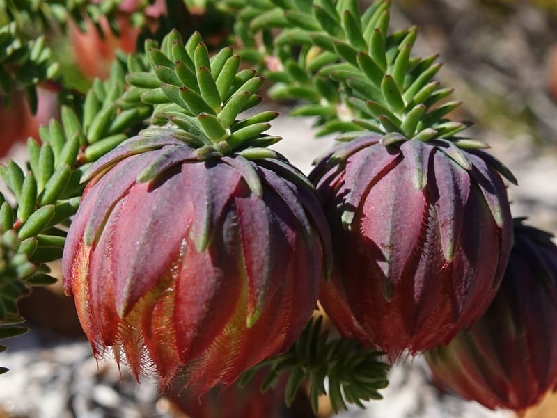 Darwinia polychroma, Davidson, C 13416--Australia. W.A. Past Coorow Rd. 23 Oct 2016. DSC04729 (31).JPG