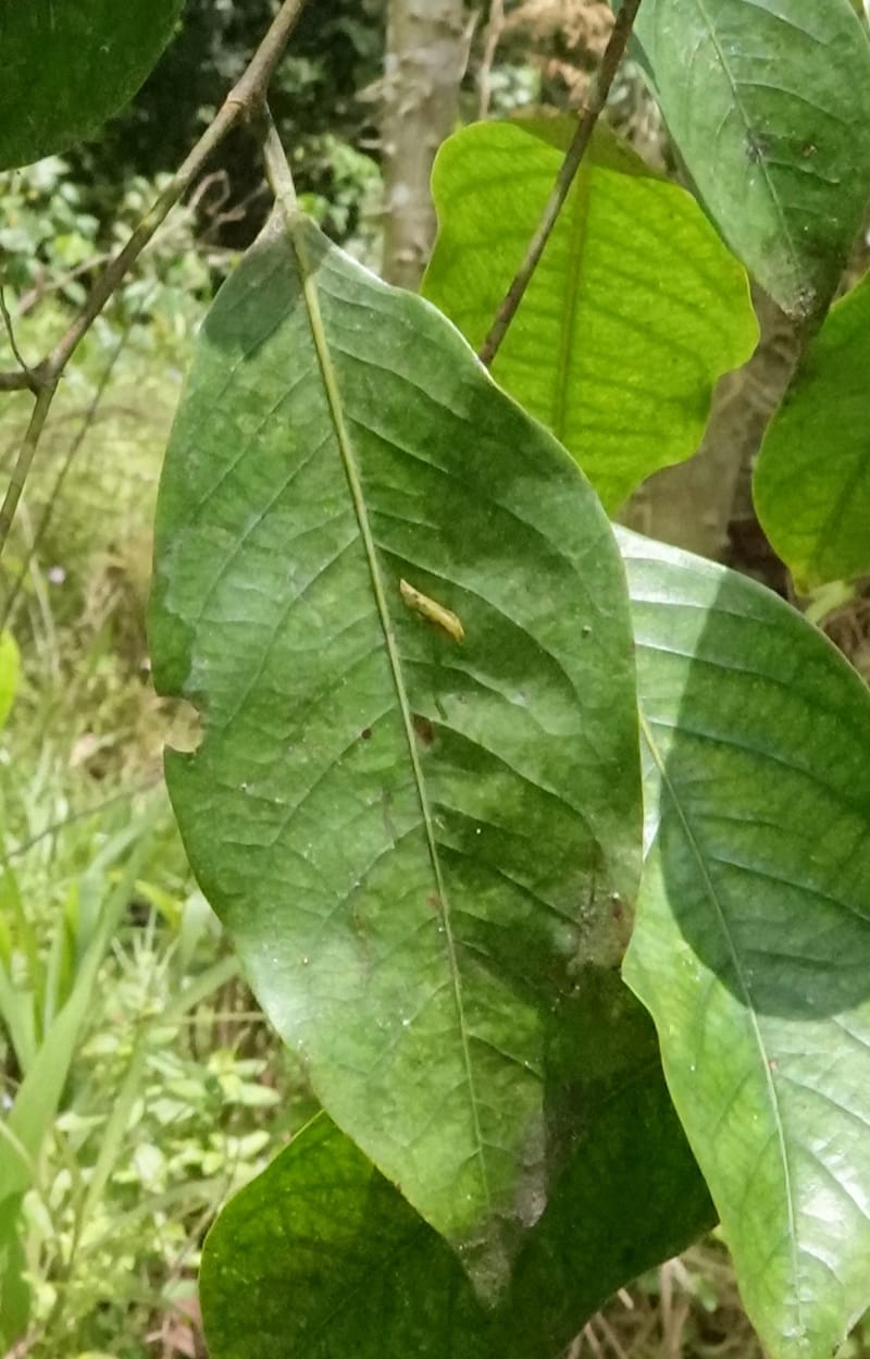 Irvingia gabonensis, C. Davidson 13929--Gabon. Missome Village. 31 Oct 2018. DSC00817 (144).JPG