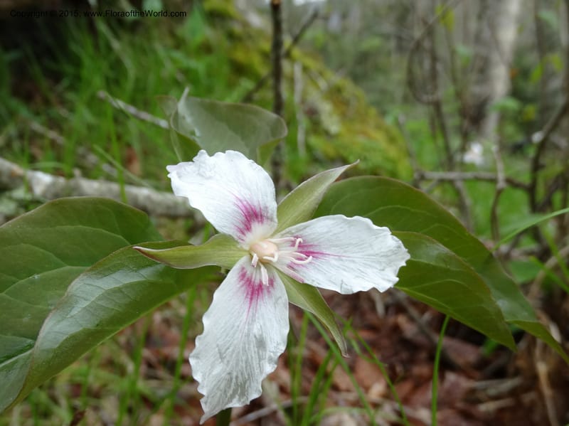 Trillium undulatum, Davidson, C 12959--North Carolina. Trans. Co. Devil's Courthouse View. 12 May 2015. DSC04151 (78).JPG