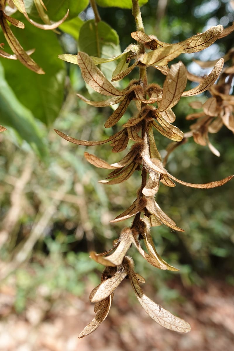Engelhardia serrata, D. Boufford 44146--China. Yunnan. Along G213. 4 May 2018. DSC02084 (105).JPG