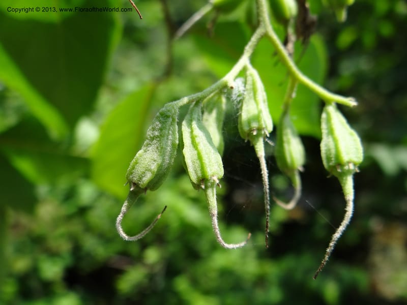Pterostyrax corymbosus, Li Pan 1205274--China. Zhejiang Prov. Shunxi Village. 28 May 2012. DSC00347 (183).JPG