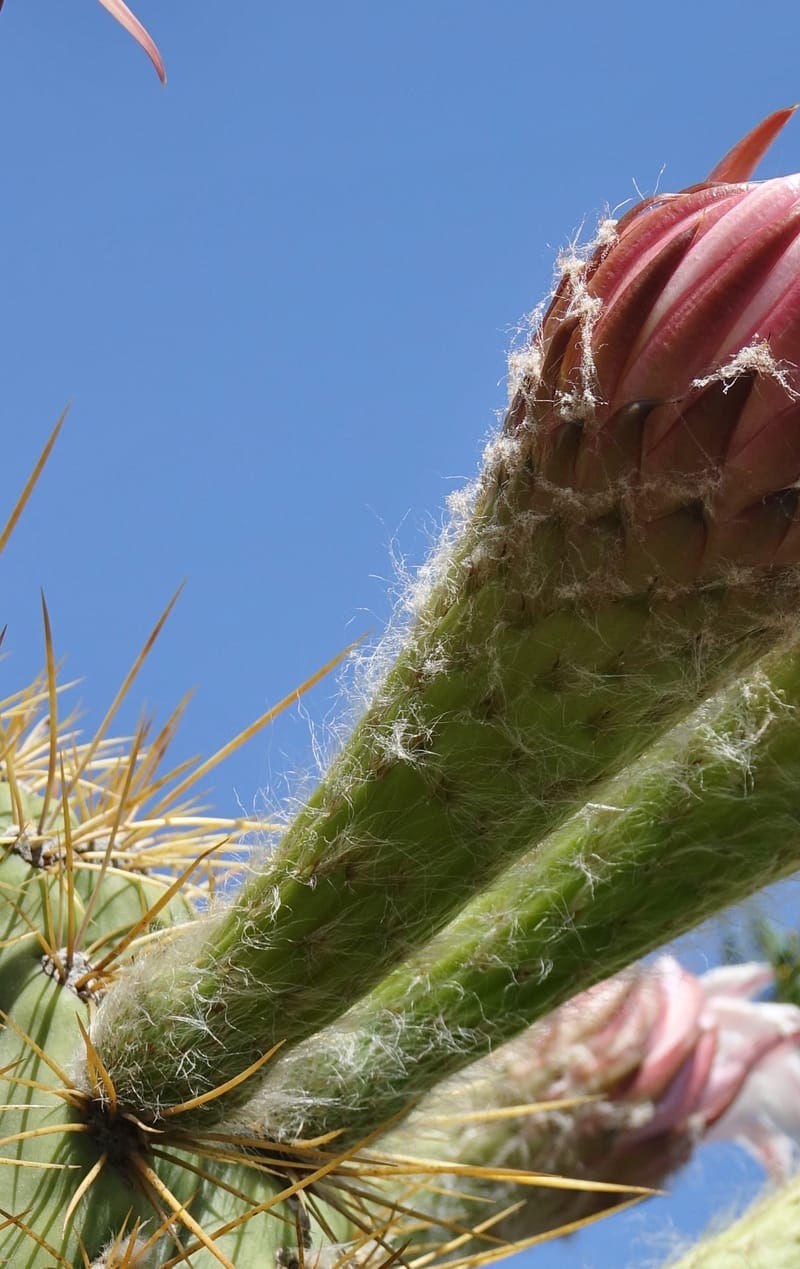 Trichocereus terscheckii--Argentina. Hwy 150, P.N. Ischigualasto. 7 Feb 2018. DSC09079 (30).JPG