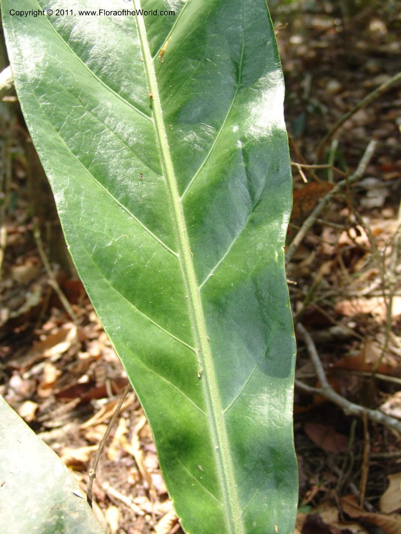 Anthurium plowmanii, AraujoM2908--Bolivia. F. Tamayo. Rio Machariapu. 17 Sep 06. 283 (19).jpg