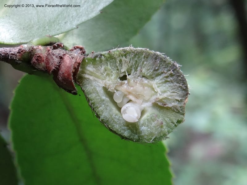 Camellia oleifera, Davidson, C 11952--China. Zhejiang Priv. Tian Mu Shan. 31 May 2012. DSC00927 (75).JPG