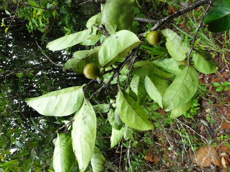 Diospyros, Plunkett, G. 3195--Fiji. Across the road from Waisali RF. 8 Nov 2015. DSC00330 (179).JPG