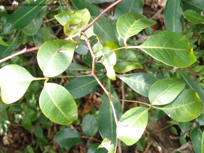 Rhus acocksii--So.Africa. E. Cape. Umtamvuna Nat. Res. 11 Mch 05. 423.jpg