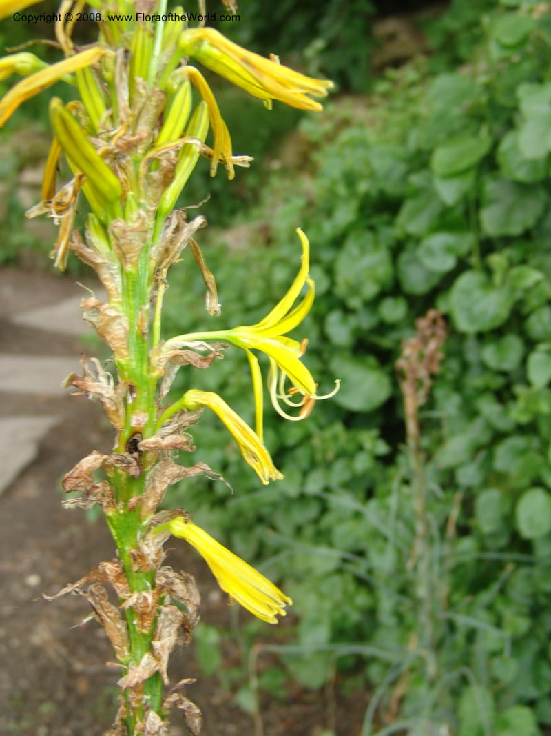 Asphodeline lutea--France. Paris. Jardin des Plantes. 28 Apr 05. 092.jpg