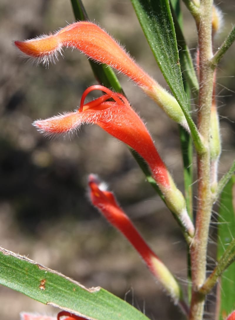 Adenanthos barbiger, Davidson, C 13472--Australia. W.A. Albany Hwy, odom 33.5. 28 Oct 2016. DSC05957 (29).JPG