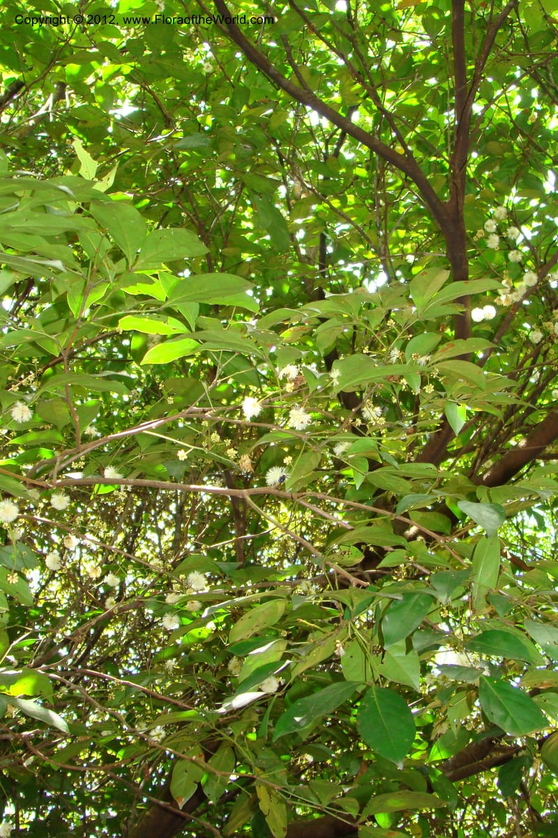 Archidendron, Regalado 1747--Viet Nam. Thua Thien Hue Prov. Phu Loc Distr. Bach Ma. 13 Apr 09. 320.jpg