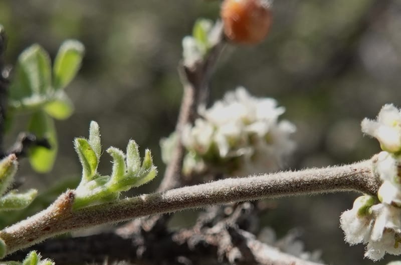 Rhus microphylla, C. Davidson 13990--AZ. Cochise Co. Hwy 80 SE of Tombstone. 9 April 2019. DSC07192 (23).JPG