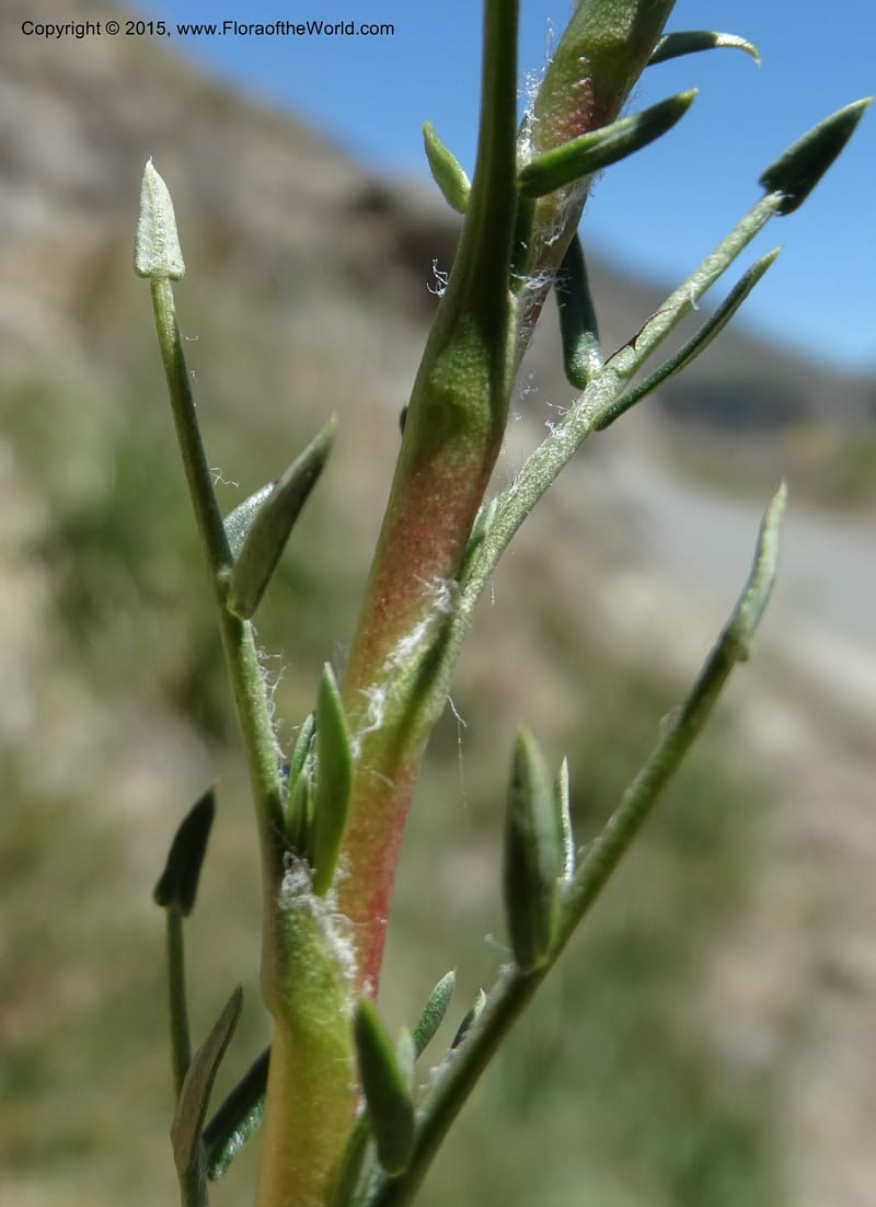 Tetraglochin alatum, Davidson, C 12788--Chile. Ruta 115, to Laguna del Maule. 24 Nov 2014. DSC07486 (305).JPG