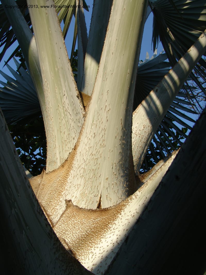 Bismarckia nobilis--Tanzania. Karimjee Bot. Gard., Dar-es-Salaam. 15 Jul 04. 065.jpg