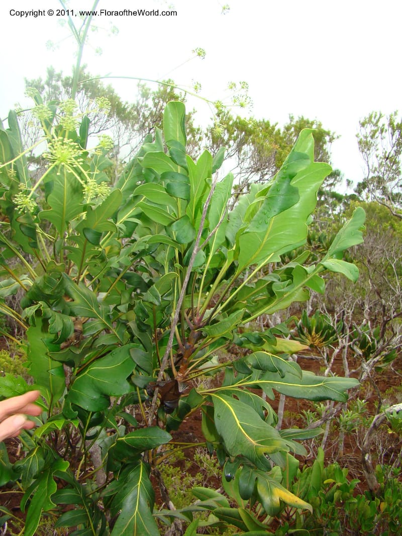 Myodocarpus crassifolius--New Caledonia. Pl des Lacs. Ca. Grand Lac. X fraxinifolius. 21 Jan 2010. 293 (284).jpg