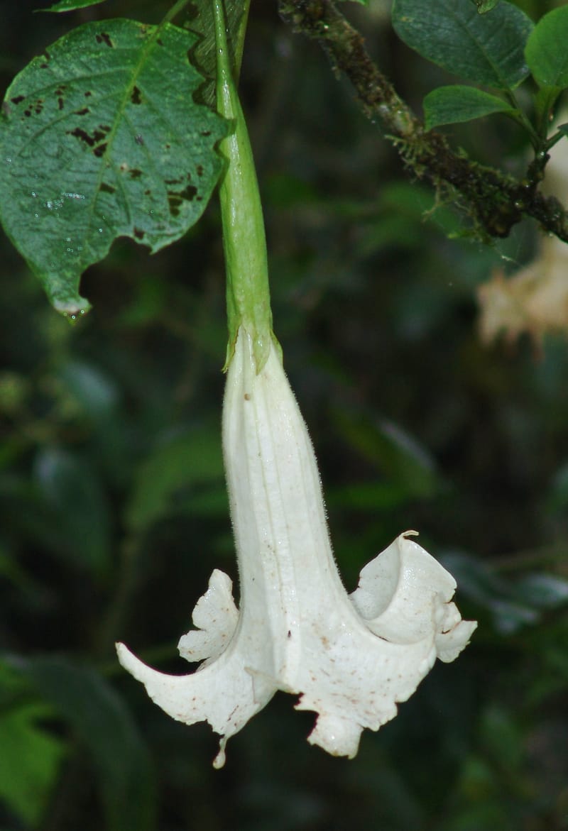 Brugmannsia, Croat94362--Ecuador. Prov. Pichincha. Reserva Bellavista. 9 Feb 05.  142a.jpg