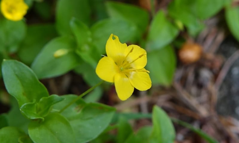 Lysimachia nemorum, Davidson, C 13258--Switzerland. Oberwald. Chapel St. Nikolas. 2 Jul 2016. DSC07728 (537).JPG