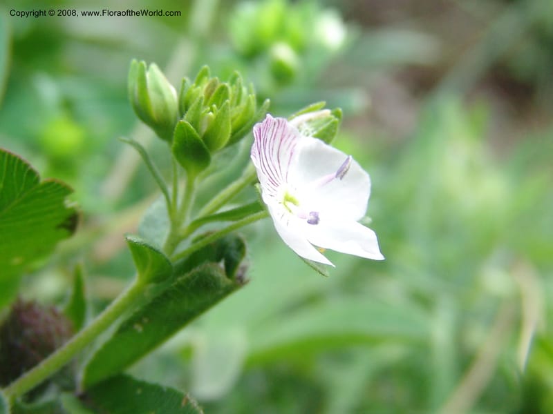 Veronica chamaedrys--Georgia. Kazbeki . Trail-road to Sameba Church. 2 Jun 05. 124.jpg