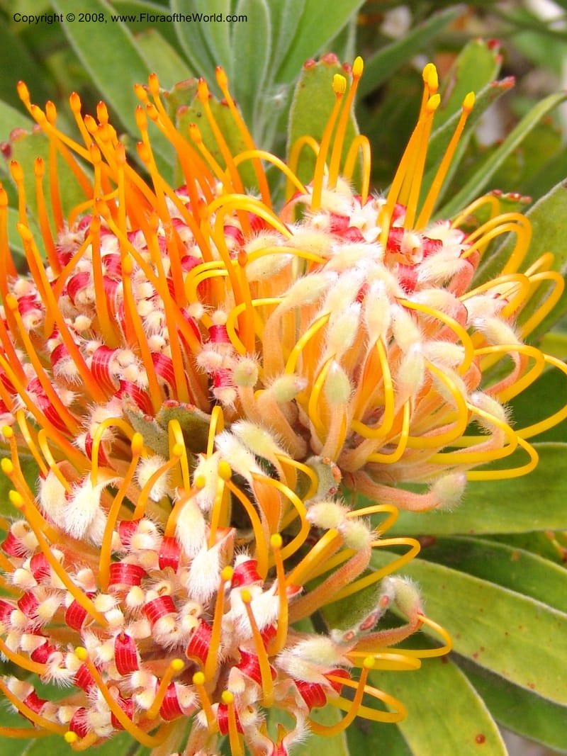 Leucospermum erubescens, 1993.0296--CA. San Francisco Arbor. 3 Jul 07. 175.jpg
