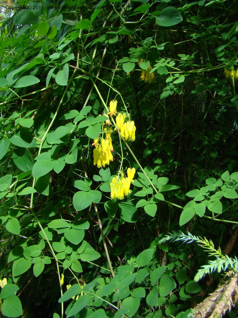 Dicentra scandens--Canada. BC. Univ. BC Bot. Garden. 27 Jul 08. 423.jpg