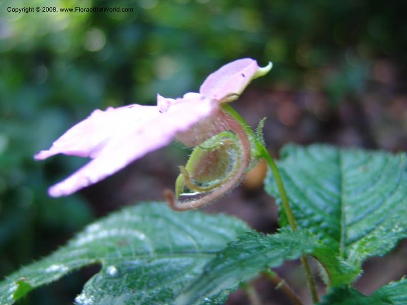 Impatiens--Kenya. Kakamega Forest. Rondo Retreat Ctr. 8 Jul 04. 043.jpg