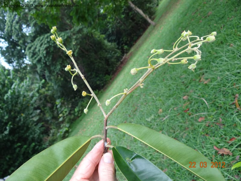 Gonystylus confusus, Callmander, M 996--Singapore, Upper Seletar Park, 22 Mar 2012  DSC04242 (25).JPG