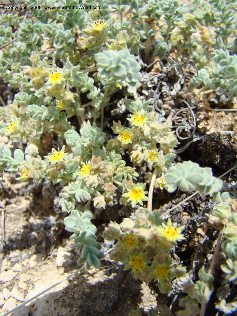 OR. Malheur Co. Leslie Gulch. 1 Jun 08. 235.jpg