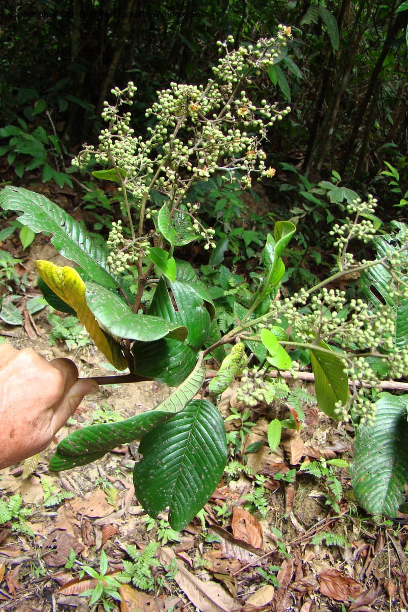 Tetracera, Vasquez 34802--Peru. Loreto. Dist. Nauta. Miraflores, Rio Tigre. 10 Nov 08. 546 (15).jpg
