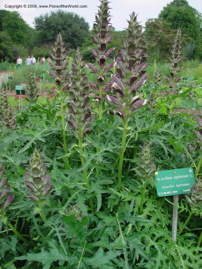 Acanthus spinosus--France. Paris. Jardin des Plantes. 30 May 03. 089.jpg