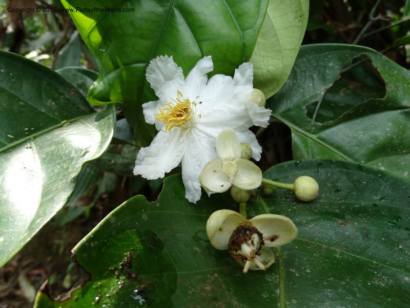 Oncoba, Davidson, C 12336B--Cameroon. Mokoko For. Res. 20 Mar 2014. DSC02622 (14).JPG