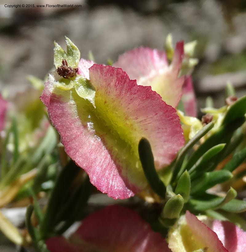 Tetraglochin alatum, Davidson, C 12788--Chile. Ruta 115, to Laguna del Maule. 24 Nov 2014. DSC07486 (289).JPG