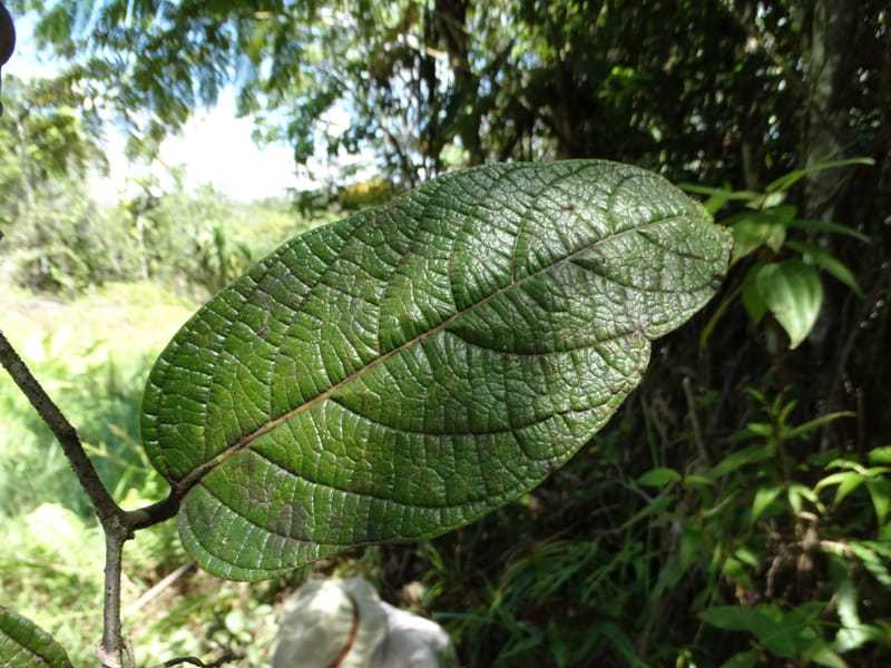 Cryptocarya constricta, Munzinger, J 7371--Fiji. Wailevu Rd. 6 Nov 2015. DSC09846 (6).JPG
