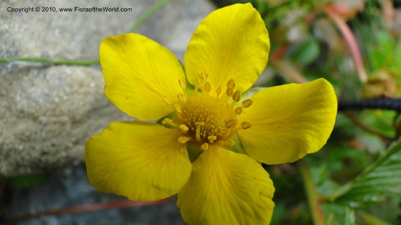 Potentilla anserina, C. Davidson 11781--CA. Humboldt Co. Trinidad State Beach. 18 August 2010. 081 (37).jpg