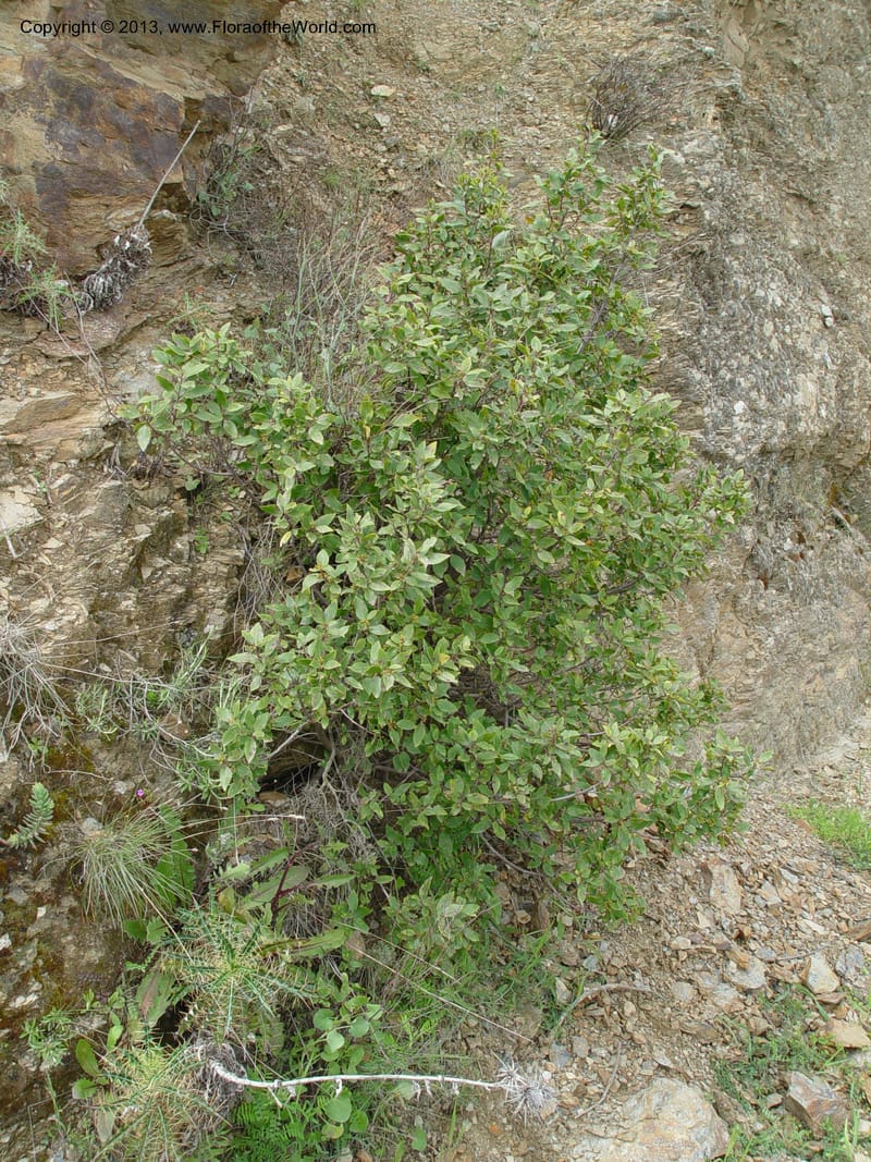 Rhamnus alaternus--Spain. Gran.Prov. 4 km S Jct. Albondon-Albunol, C333. 1 (45).jpg