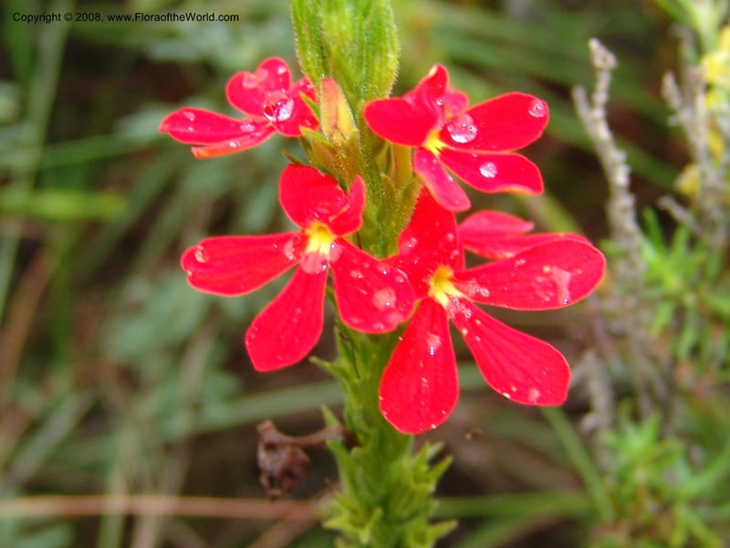 Striga elegans--So.Africa. E. Cape. Trappes Valley. 7 Mch 05. 042.jpg