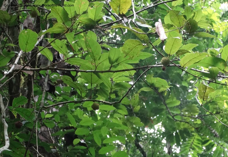 Byttneria, Davidson, C 12752--Sabah. Sg. Nelumad. 12 Oct 2014. DSC04383 (237).JPG