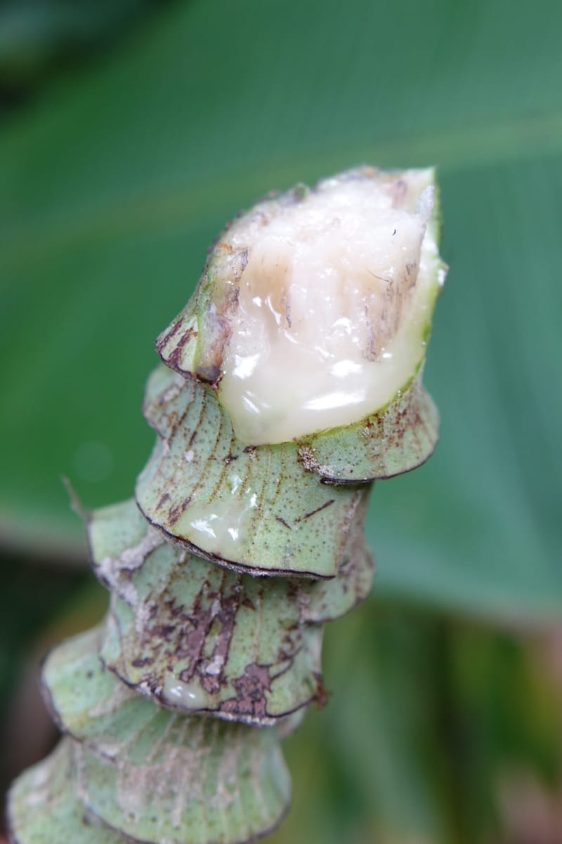 Musa formosana, Chung Kuo-Fang 3351--Taiwan. Wulai Distr. Wulai village. Hsing Hsian Trail. 19 May 2016. DSC03046 (172).JPG