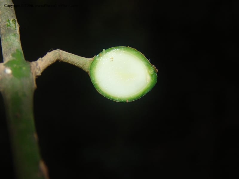 Xymalos monospora--So.Africa. Mpumal. Moodie Mts.  18 Mch 05. 366.jpg