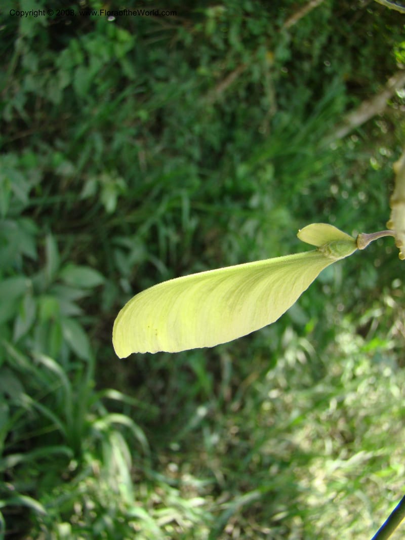 Securidaca diversifolia, RAguilar11195--Costa Rica. Puntar. Osa. S of Pto. Jimenez. 18 Apr 08. 039.jpg