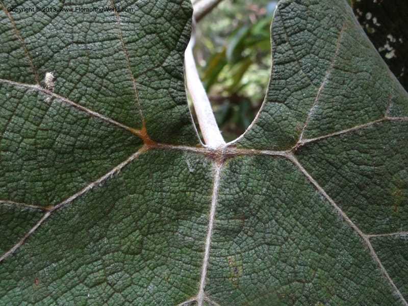Ampelocissus, SAN.153249--Malaysia, Sabah. Tawai For. Res. 9 Apr 2012. DSC07890 (147).JPG