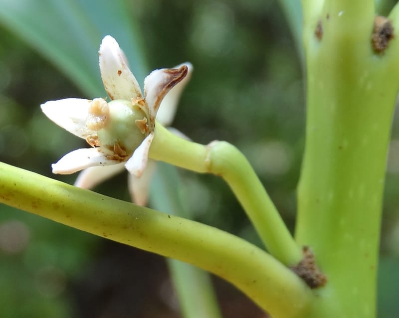 Phelline, Callmander, M 1238--New Caledonia. Mont Dzumac. 12 Nov 2015. DSC01563 (195).JPG