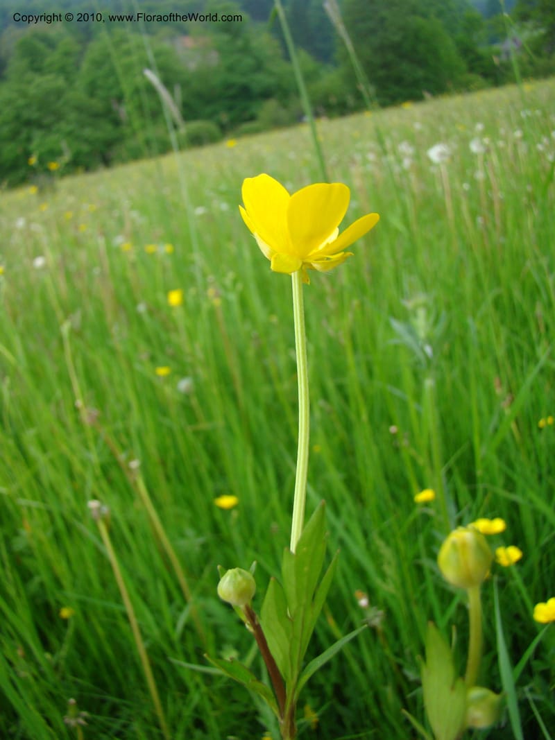 Ranunculus, C. Davidson 11201--Slovenia, Notranjska Region, Meadow near Planina and Unica River, 16 May 2008. 049 (9).jpg