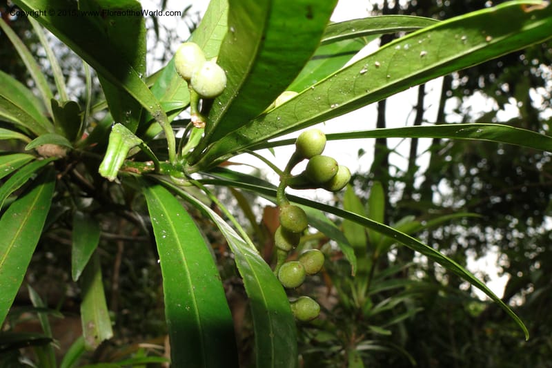 Ardisia, Regalado 1905--Viet Nam. Hon Ba Nature Res. 12 May 2011. 343 (7).jpg